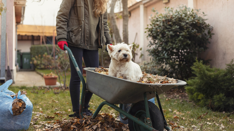 Sevimli köpekle el arabasını iten kadın ve içeride yapraklar