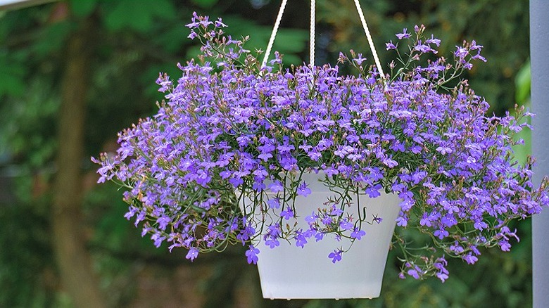 Asılmış bir kapta lobelia'yı takip eden canlı mor çiçekler