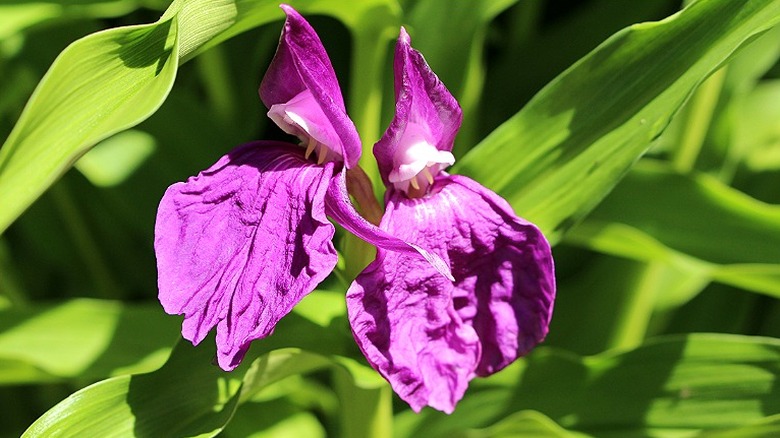 Roscoea zencefilinin mor bir türü