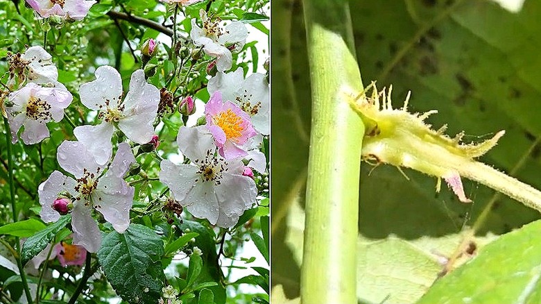 Su damlalarıyla kaplı pembe ve beyaz multiflora gül çiçeklerinin bölünmüş görüntüsü ve multiflora gül stipule'sinin yakın çekimi