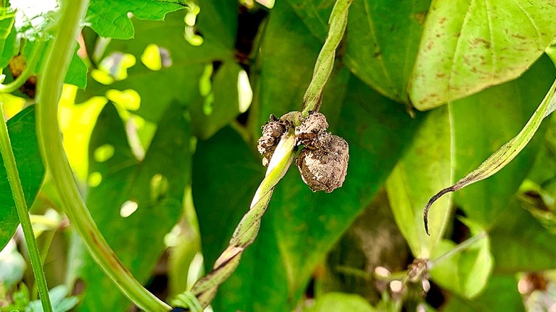 Bir ormanda yetişen Dioscoreaceae bitkisinin soğanları görülebilir