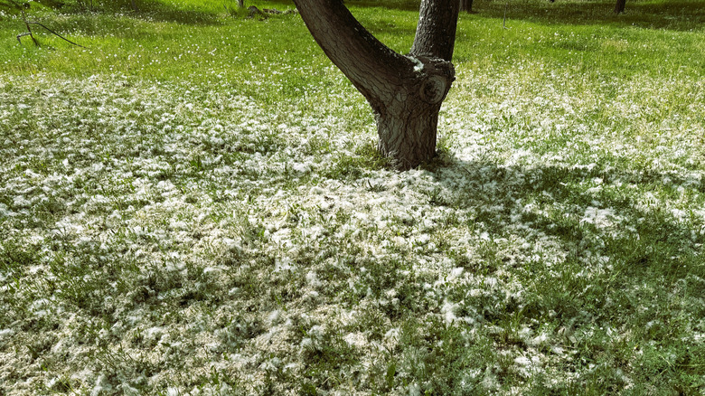 Düşmüş 