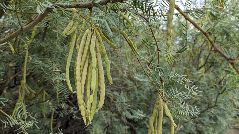 Tohum kabuklu mesquite ağacı