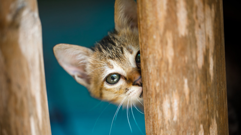 Mavi bir arka plana karşı yuvarlak bir ahşap kirişin etrafına bakan bir kedi