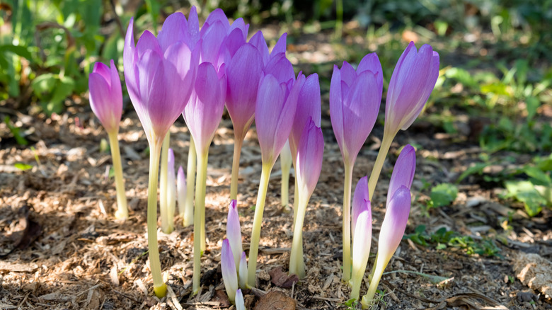 Eflatun renkli çiçeklerle çiçek açan sonbahar çiğdem (Colchicum sonbaharale)