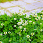 Clover Neden Bahçenizi Ele Geçiriyor?