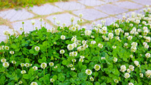 Clover Neden Bahçenizi Ele Geçiriyor?