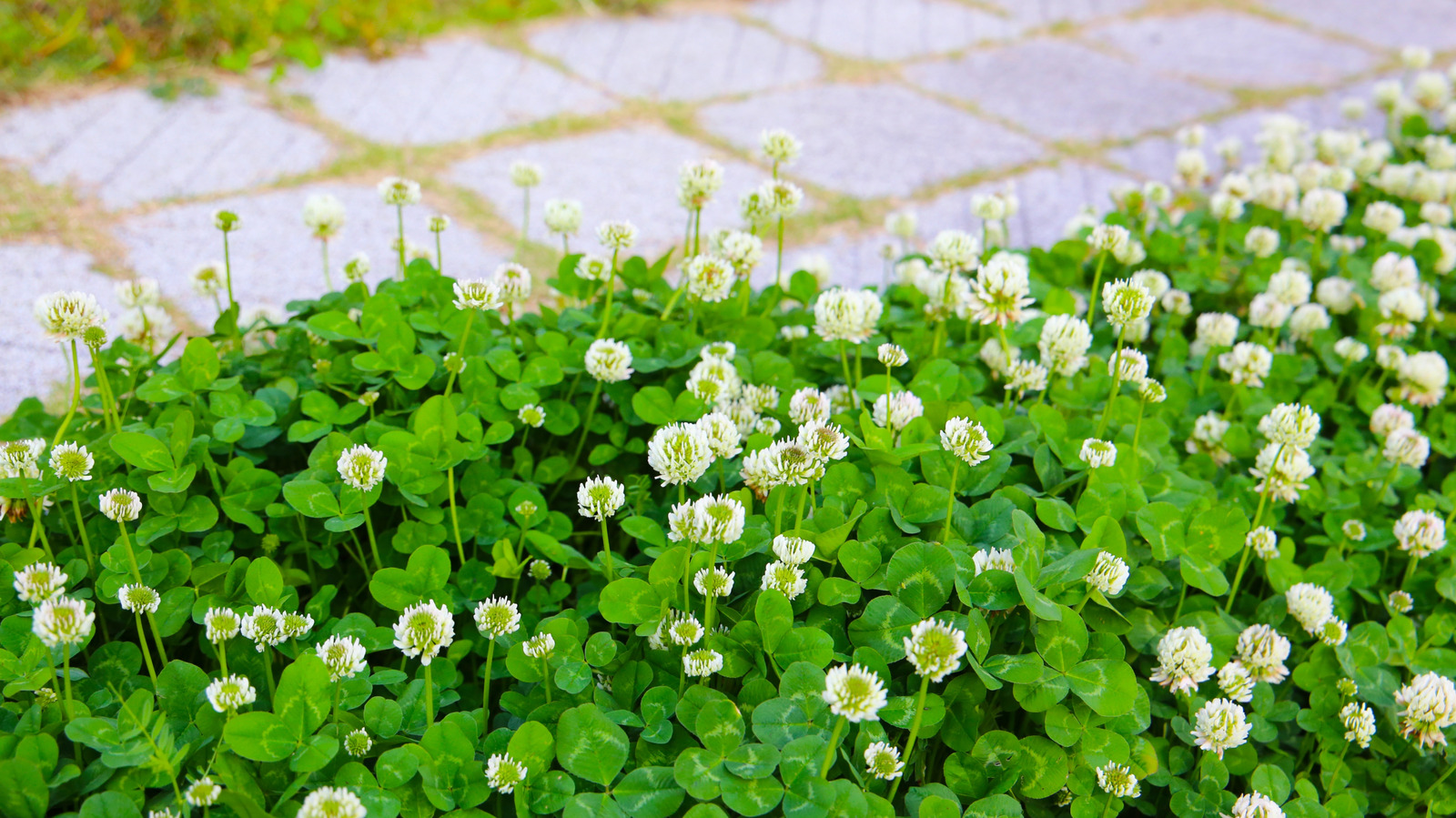 Clover Neden Bahçenizi Ele Geçiriyor?