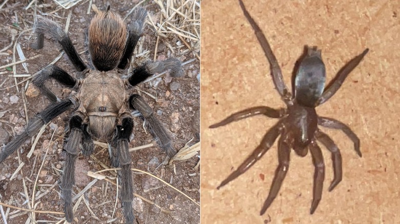 Sağdaki fare örümceğine (Scotophaeus blackwalli) kıyasla solda kahverengi ve siyah bir tarantula