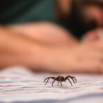 Tarantula zannetmeyin: Evinizdeki veya Bahçenizdeki Fare Örümceklerini Nasıl Tanımlarsınız?