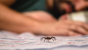 Tarantula zannetmeyin: Evinizdeki veya Bahçenizdeki Fare Örümceklerini Nasıl Tanımlarsınız?