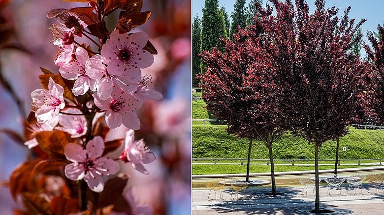 Erken açan 'Atropurpurea' çiçeklerinin ve parktaki bir grup mor yapraklı erik ağacının bölünmüş görüntüsü