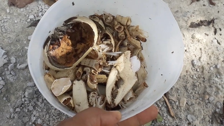 gübre için deniz ürünleri kabukları kova