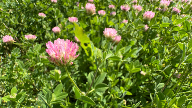 çiçekli çilek yonca Trifolium fragiferum