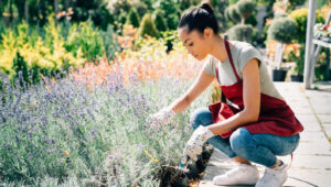 Kuraklığa Lavanta ve Adaçayı Kadar Dayanıklı, Hoş Kokulu, Sarı Çiçek Açan Çalı