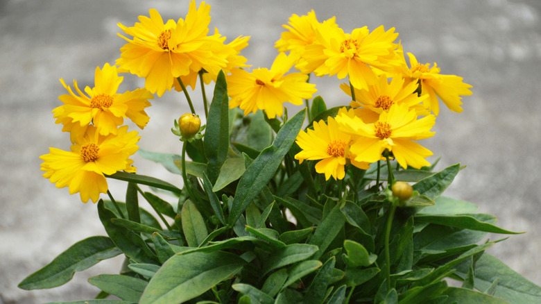 Bahçedeki küçük coreopsis yığını