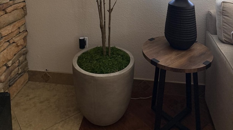 Verandada yılan bitkisi bulunan beton saksı.