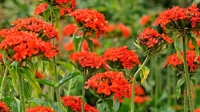 Birlikte büyüyen birden fazla Malta melezi (Silene chalcedonica) bitkisi