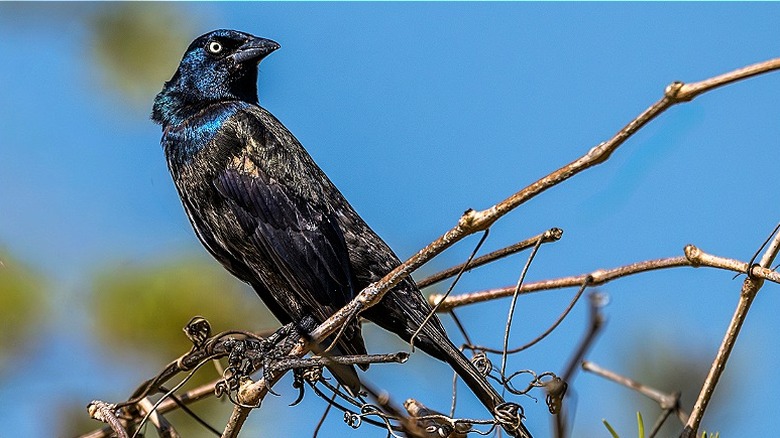 Yapraksız asmalarda tünemiş Grackle