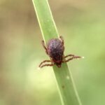 Dikkatli Olun: Bu Berry Bush, Bahçenizdeki Keneler İçin Bir Mıknatıs Gibidir