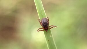 Dikkatli Olun: Bu Berry Bush, Bahçenizdeki Keneler İçin Bir Mıknatıs Gibidir