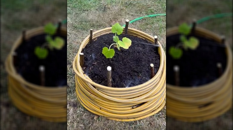 Su hortumu yükseltilmiş yatak bahçe tasarımının son görünümü