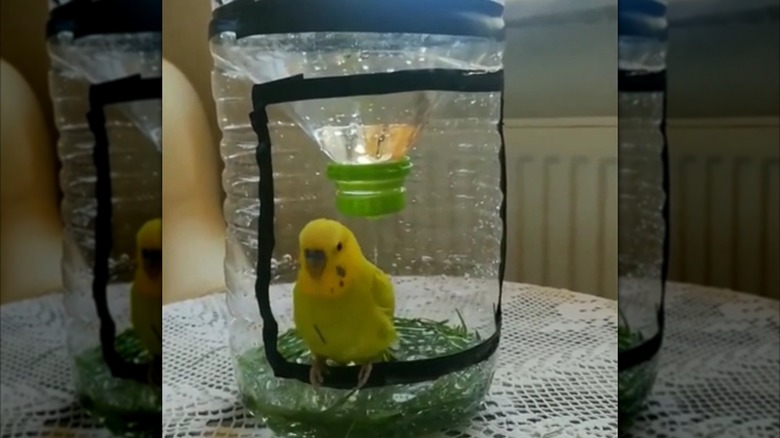 Eski bir su sürahisinden yapılmış DIY kuş duşu