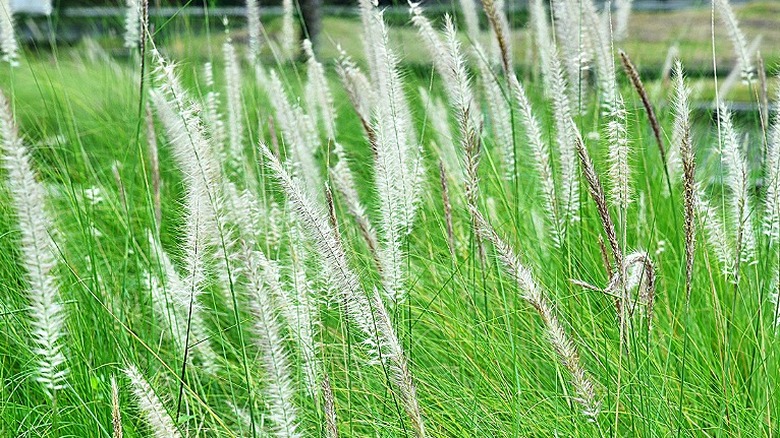 Tam çiçek açmış bir cogongrass standı