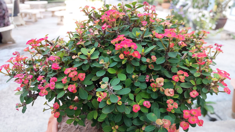 Kırmızı çiçekli Euphorbia milii bitkisi.