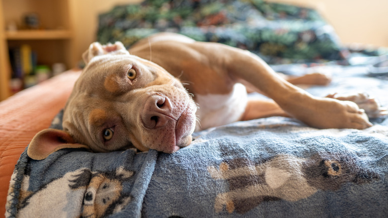 Yatakta köpek battaniyesinin üzerinde yatan zorba cins bir köpek.