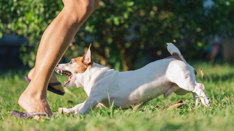 Küçük kahverengi ve beyaz bir köpek bir kişinin bacağına saldırıyor, dişleri tamamen açıkta
