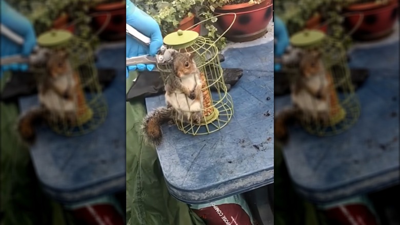 Kapana kısılmış sincabı kurtarmak için kablolu kuş kafesi besleyicisini kesen adam