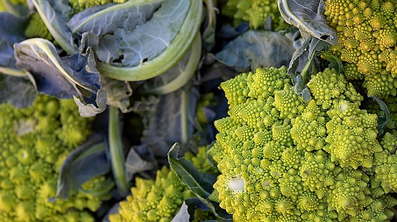 Bahçede büyüyen yeşil Romanesco