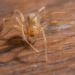 Brown Recluse vs Cellar Spider: Farkı Kolayca Nasıl Anlayabilirsiniz?