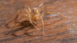 Brown Recluse vs Cellar Spider: Farkı Kolayca Nasıl Anlayabilirsiniz?
