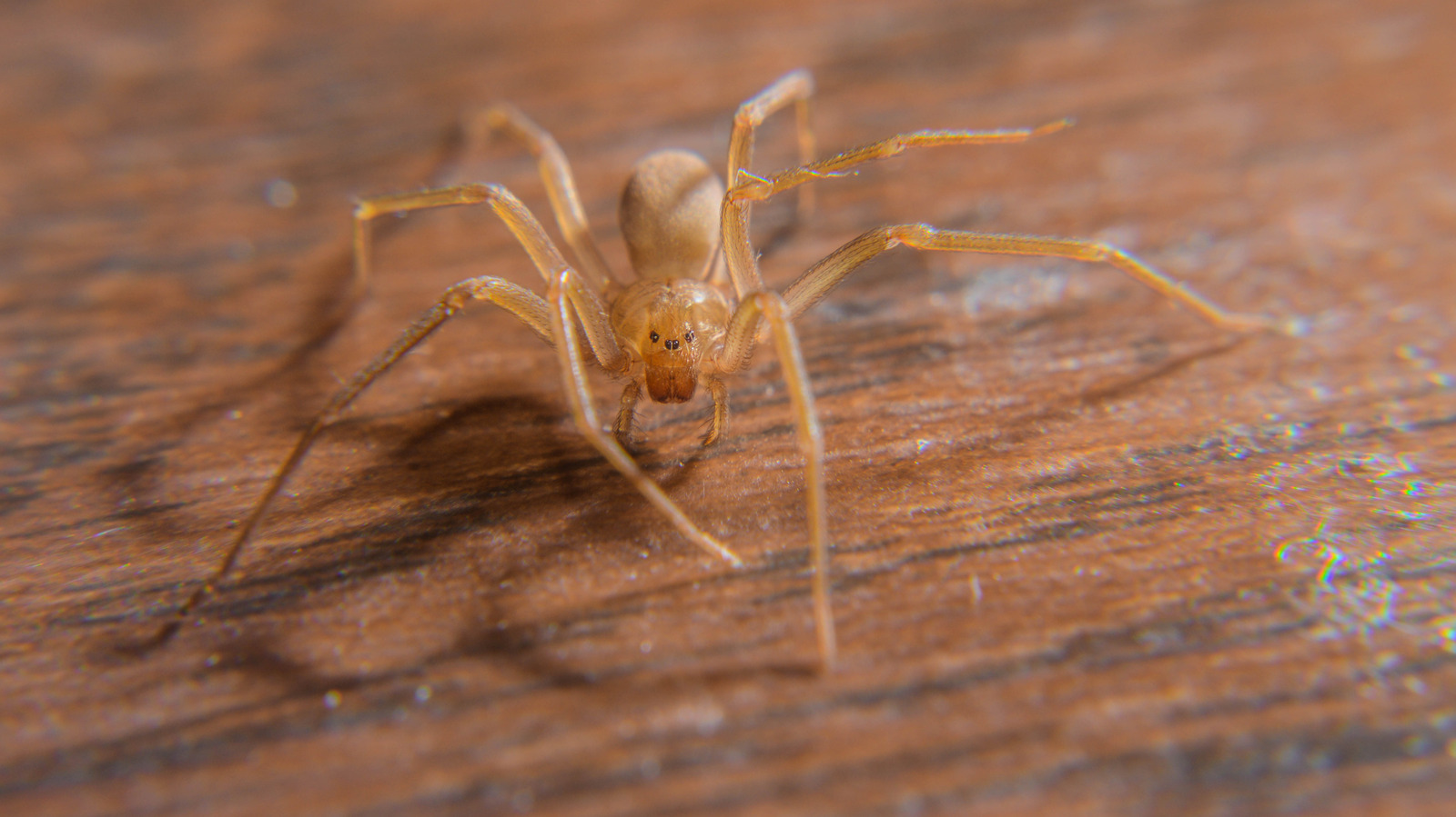 Brown Recluse vs Cellar Spider: Farkı Kolayca Nasıl Anlayabilirsiniz?