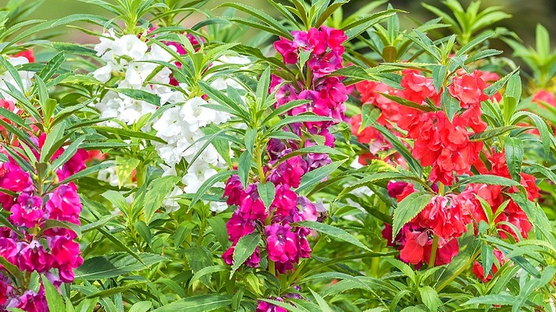 Bir grup beyaz, fuşya ve kırmızı impatiens balsamina büyüyor