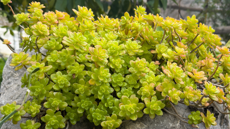 Bir kaya bahçesinde büyüyen limon yeşili ve turuncu bir sedum.