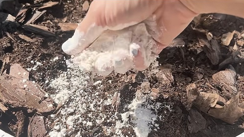 Bir bahçıvan çıplak eliyle bahçe toprağına diyatomlu toprak serpiyor.