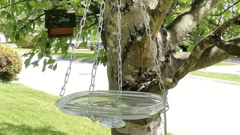 Ters çevrilmiş şeffaf bir cam güveç kabı kapağı, metal zincir bağlantısıyla bir ağaç dalına asılıdır.