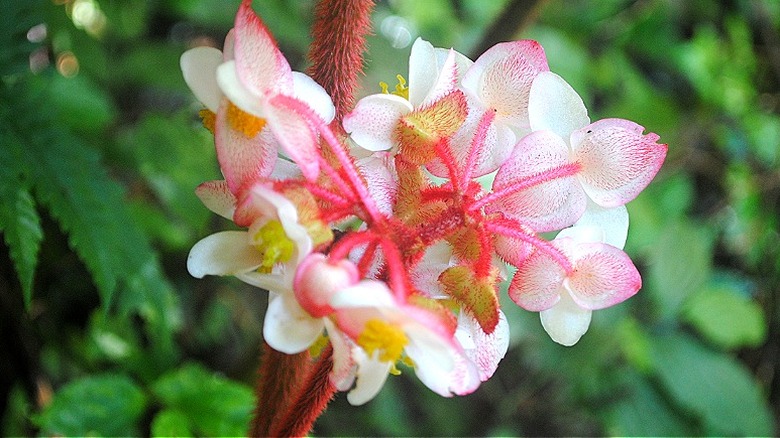 Begonia grandis'e yakın çekim