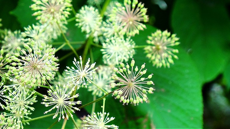 Aralia cordata 'Güneş Kralı' üzerindeki çiçek şemsiyeleri ve tohum başları