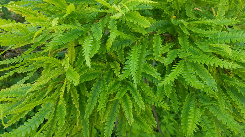 Tatlı bir eğrelti otu bitkisinin yaprakları, Comptonia peregrina.