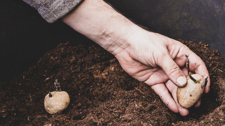 Büyük bir plastik kovaya tohumluk patates koyan bir kişinin eli