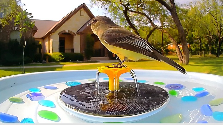 Renkli taşlarla dolu Birdfy kuş banyosunda oturan bir kuşun görüntüsü