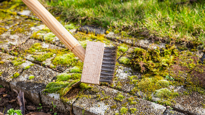 Beton döşemelerdeki yosunu temizlemek için sert bir fırça kullanma