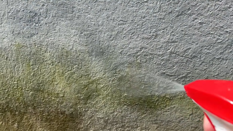 Yosunla kaplı beton bir duvara çamaşır suyu çözeltisi püskürtmek