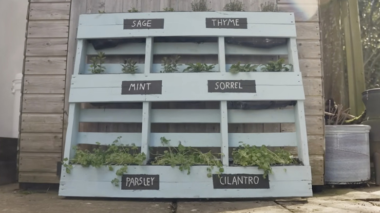 Ahşap paletten yapılmış ve açık maviye boyanmış dikey bir bitki bahçesi veranda duvarına yaslanmıştır.