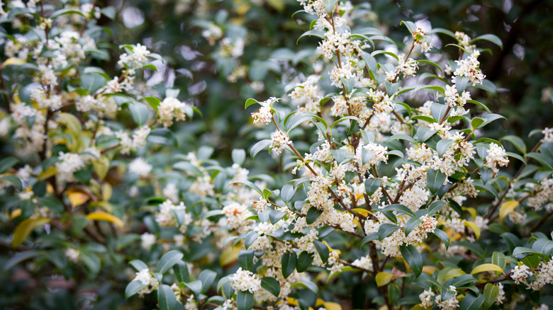 Burkwood osmanthus çalısının çiçek açan dalları