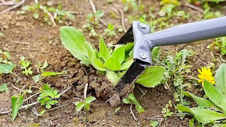 Walensee üzengi çapası bahçedeki otları temizliyor